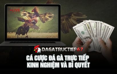 Cá cược đá gà trực tiếp kinh nghiệm và bí quyết chiến thắng