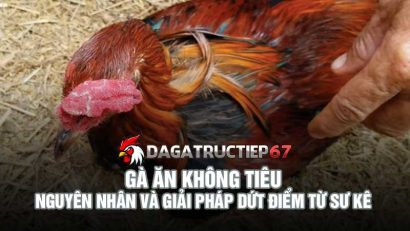 Gà ăn không tiêu - Nguyên nhân và giải pháp dứt điểm từ sư kê