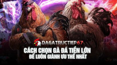 Cách chọn gà đá tiền lớn để luôn giành ưu thế nhất